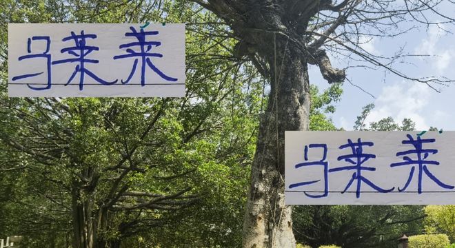 插图1–马莱莱离开申花还是球队最佳射手中超最猛大佬还是法比奥